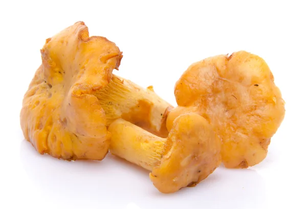 Cogumelos chanterelle — Fotografia de Stock