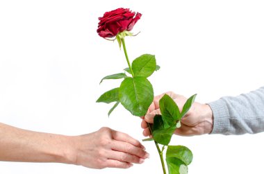 Kırmızı bir gül bir kadınla sunan adam