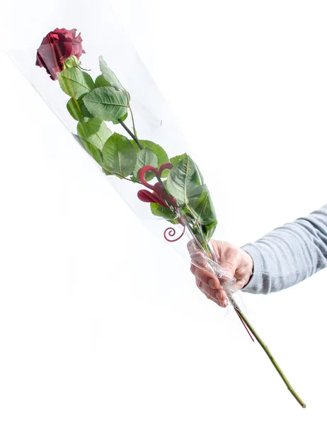 Hand hält eine schöne Rose — Stockfoto