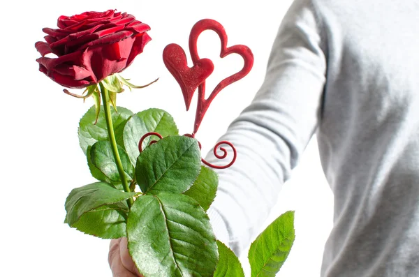 Eine Rose zum Valentinstag — Stockfoto