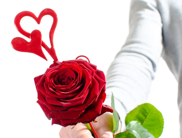 Eine Rose zum Valentinstag — Stockfoto