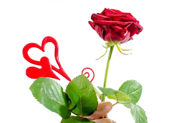 Rote Rose und Herzen zum Valentinstag — Stockfoto