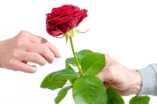 Mann bietet einer Frau eine rote Rose an — Stockfoto