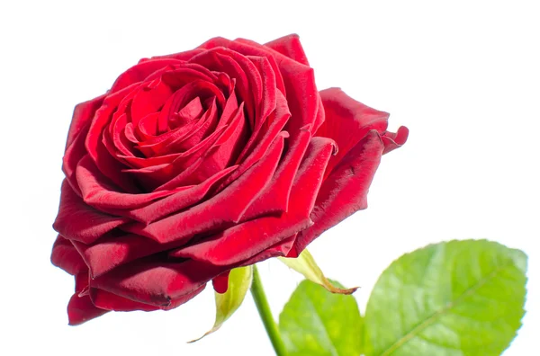 Schöne rote Rose — Stockfoto