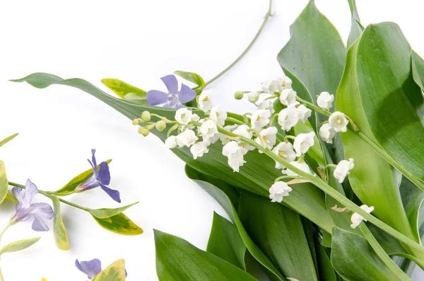 Lily of the valley — Stock Photo, Image