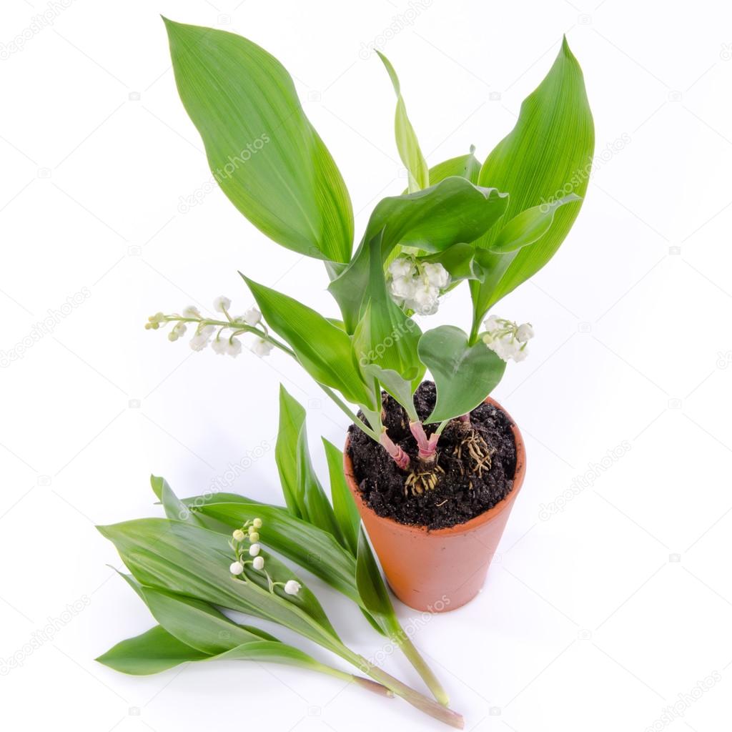 Lily of the valley in a pot