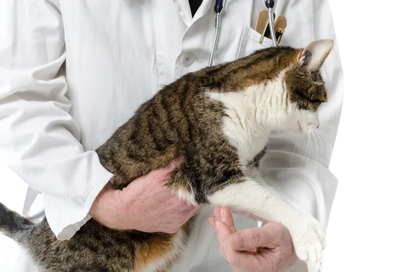 Veterinário com gato — Fotografia de Stock