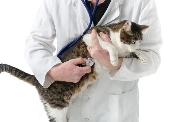 Veterinario examinando gato — Foto de Stock