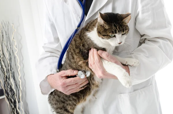 Veterinário examinando gato — Fotografia de Stock