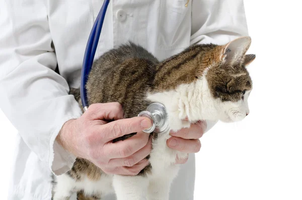 Veterinario examinando gato — Foto de Stock