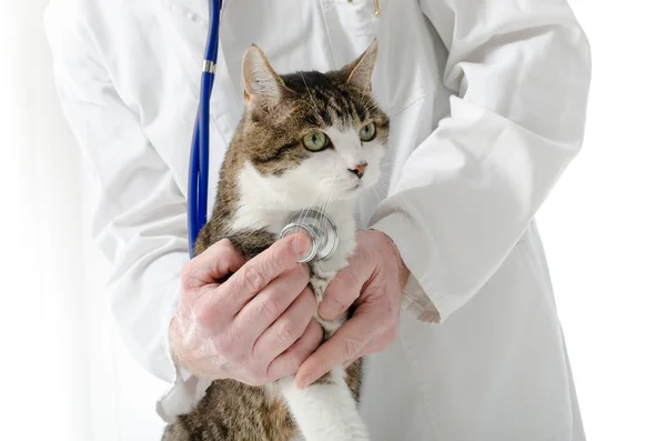Ветеринарный осмотр кошки — стоковое фото