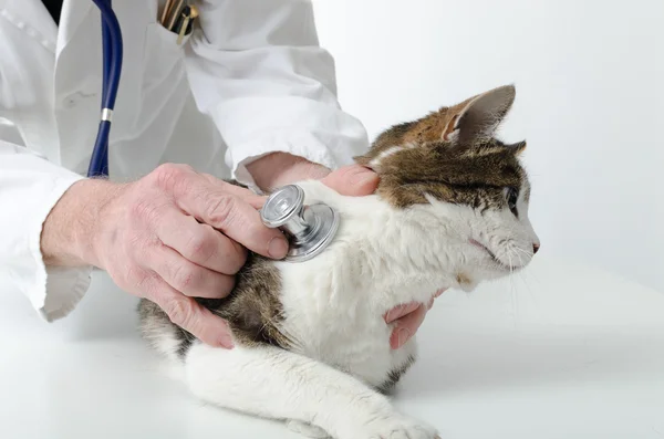 Κτηνίατρος εξέταση γάτα — Φωτογραφία Αρχείου
