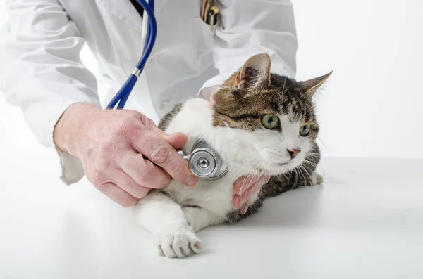 Veterinario examinando gato — Foto de Stock