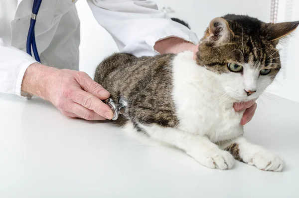 Veterinario examinando gato — Foto de Stock