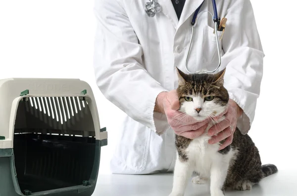 獣医師と猫 — ストック写真