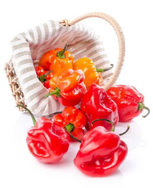 Verse habanero pepers in een mand — Stockfoto