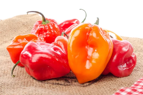 Fresh habanero peppers on burlap — Stock Photo, Image