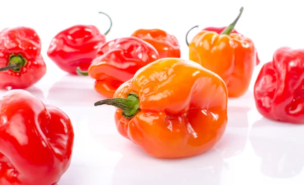 Färsk habanero paprika — Stockfoto