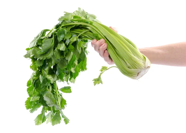 Hand holding green celery — Stock Photo, Image