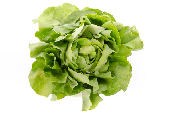 Fresh lettuce — Stock Photo, Image