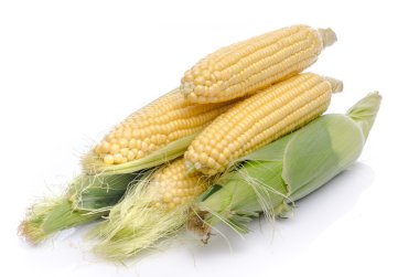 taze mısır koçanı