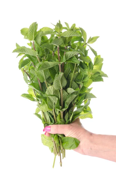 Hand holding a bunch of fresh mint — Stock Photo, Image