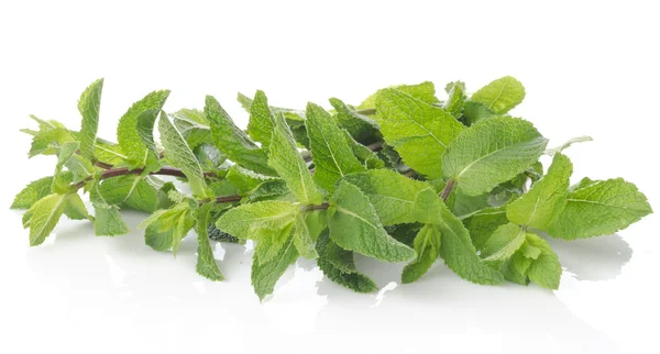 Fresh mint — Stock Photo, Image