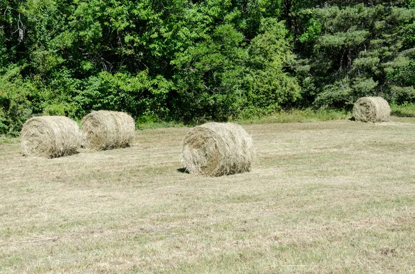 Äng med runda bollar — Stockfoto