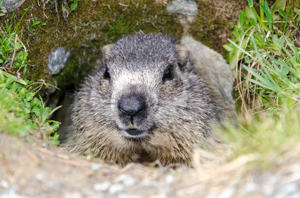 Marmot in its burrow — Stock Photo, Image
