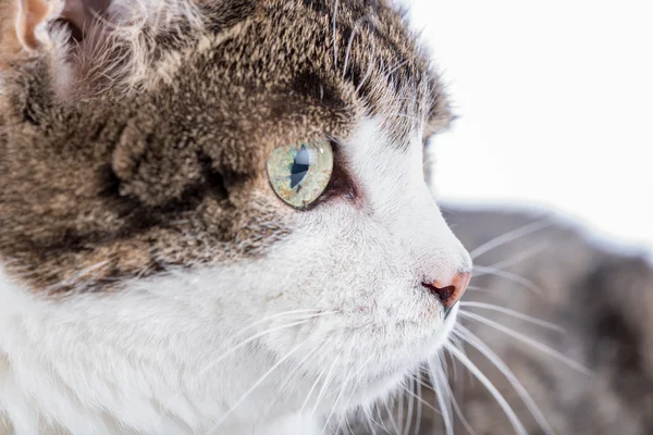 Cabeza de gato blanco Tabby — Foto de Stock