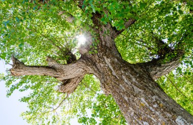 Bir ağaç üzerine güneş ışığı