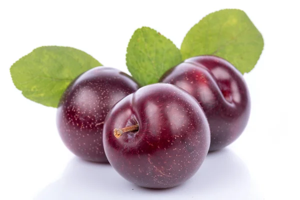 Ripe purple cherry plums — Stock Photo, Image