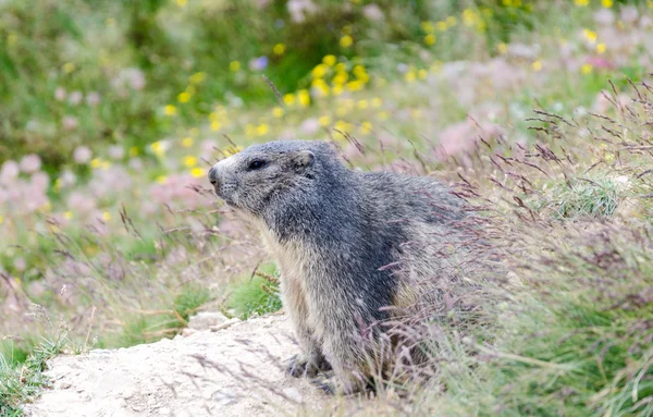 A alpine marmot — Stock Photo, Image