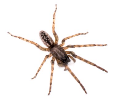 Bir örümcek yakın çekim