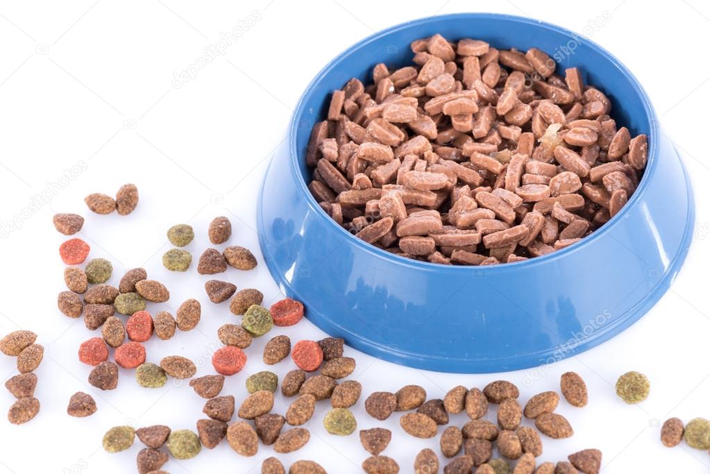 Cat food in blue bowl