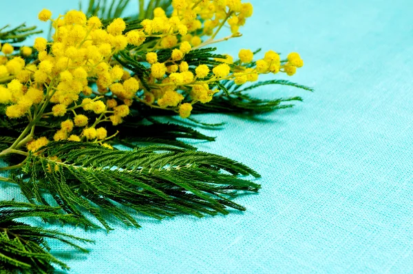 Yellow fluffy mimosa flowers on the turquoise linen tablecloth