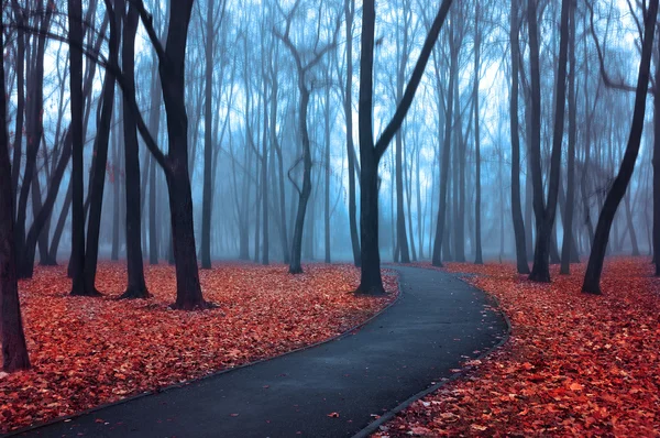 Lonely alley in the park in foggy weather. Autumn landscape