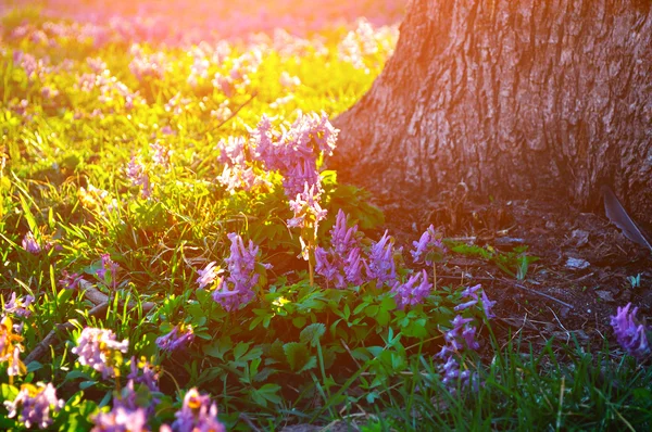 Blooming mauve little flowers of Corydalis halleri under the tree