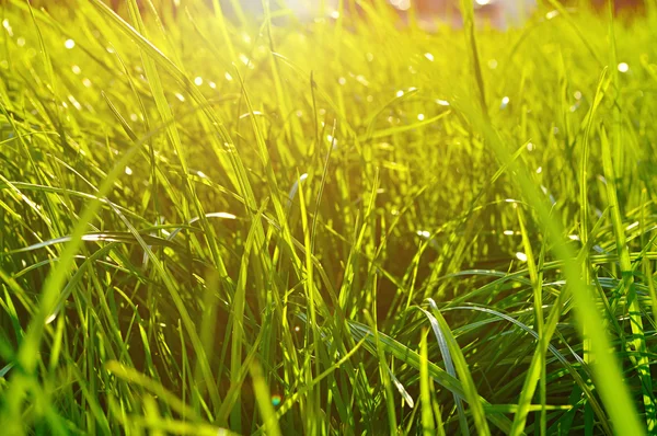 Natural spring background - closeup of fresh green grass on the lawn under bright sunlight.