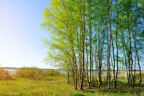 Spring landscape - small birch forest near the Volkhov river in spring nice sunny weather.
