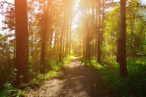 Forest sunny landscape - trees row and pathway lit by bright sunlight.