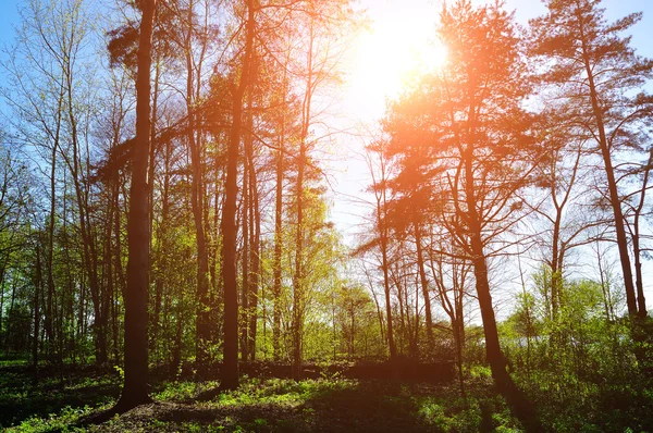 Forest sunny landscape - forest under sunlight shining through the tree tops.