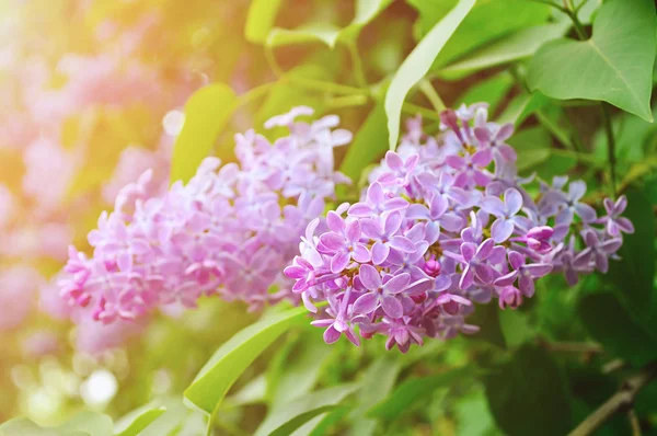 Closeup of pink lilac flowers in bloom - pastel and soft focus processing