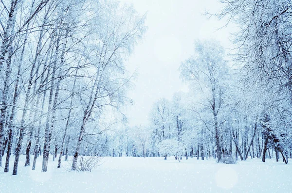 Winter landscape, cloudy winter wonderland forest with snowfall over winter park Winter scene with falling snow