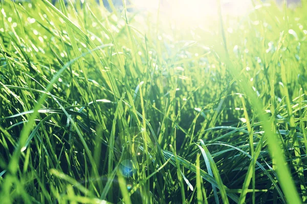 Summer grass background, grass field, bright green grass on the lawn lit by shining sunbeams. Grass landscape, lowest point of shooting