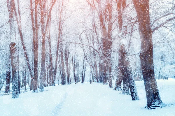 Winter landscape, snowy trees along the winter park alley under dense snowfall, winter snowy scene in soft tones