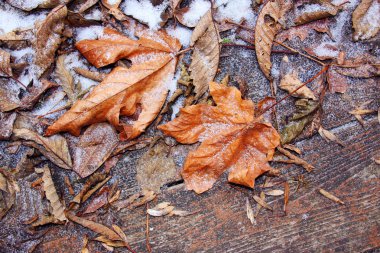 frost ile sonbahar yaprakları