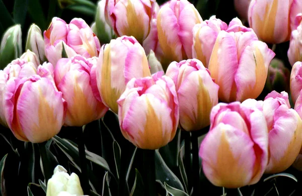 Розовые и персиковые полосатые тюльпаны — стоковое фото