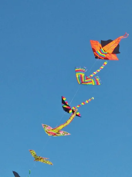 Panoramic View Colorful Group Flying Kites Transported Wind Blows Clean — Stock Photo, Image