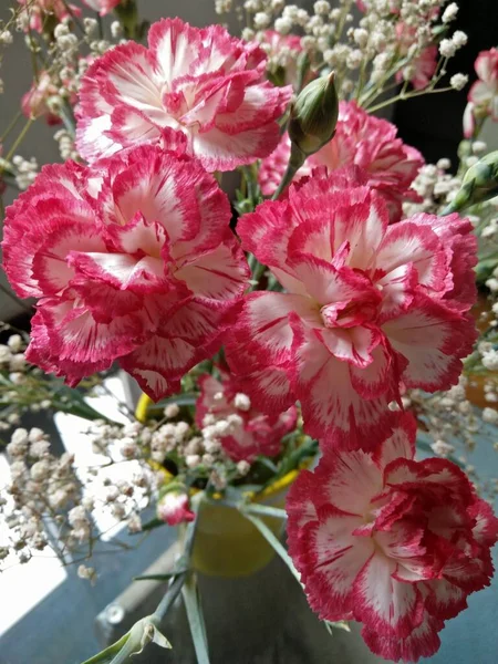 a closeup pic of a colorful pink and white group of carnations flowers in bloom